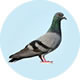 BirdPro Solutions Service