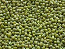 Green Mung Bean